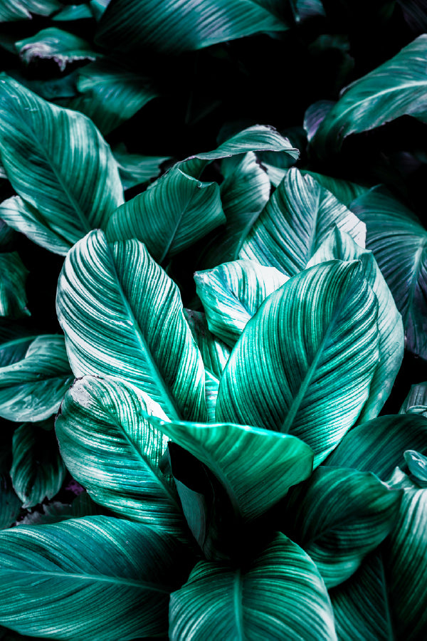 Tropical Green Leaves Closeup View Photograph Home Decor Premium Quality Poster Print Choose Your Sizes