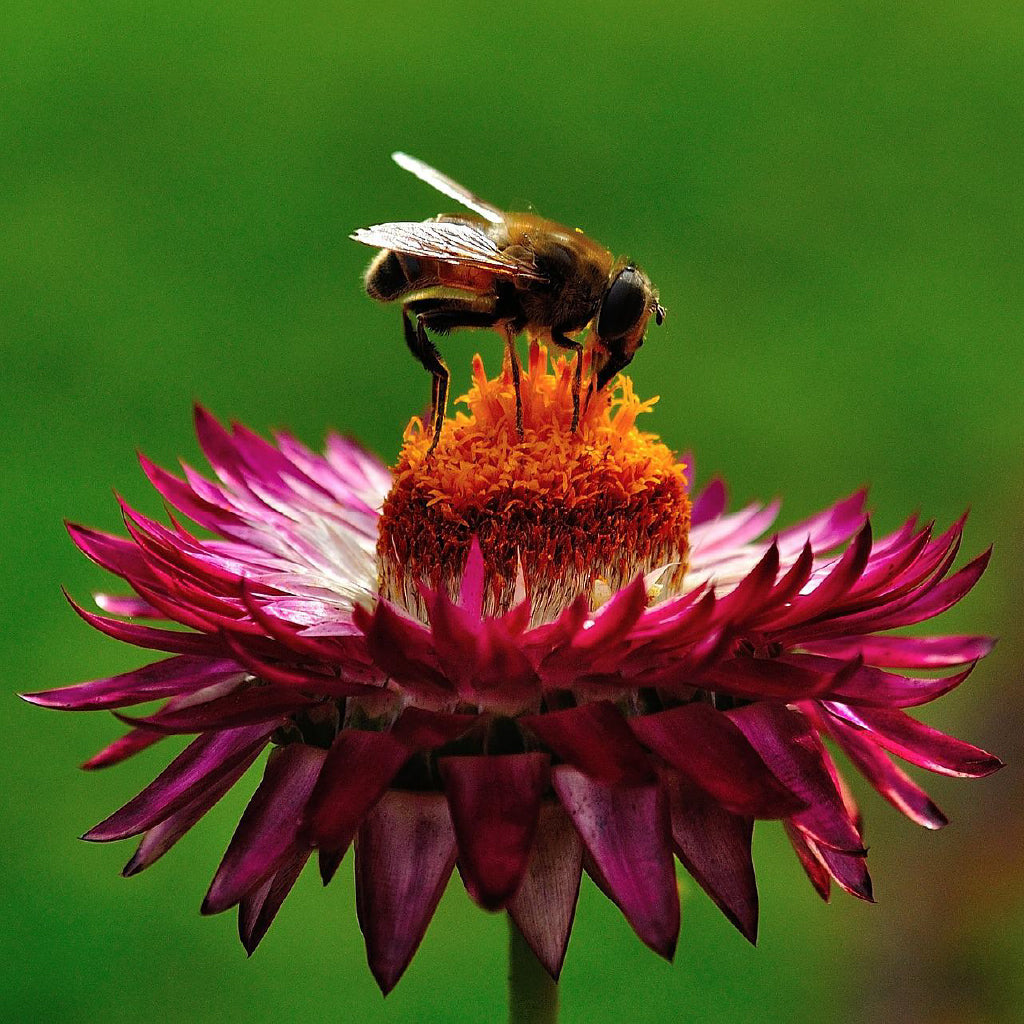 Square Canvas Bee on Purple Flower View Photograph High Quality Print 100% Australian Made