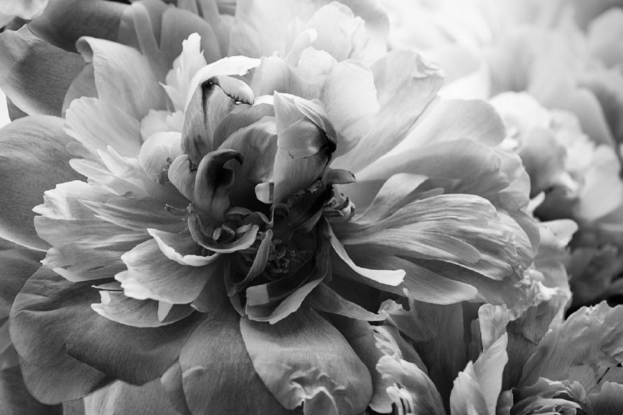 Flower Petals B&W View Photograph Print 100% Australian Made