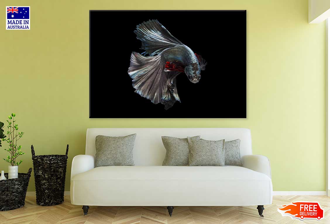 Fighter Fish on Dark Closeup View Photograph Print 100% Australian Made