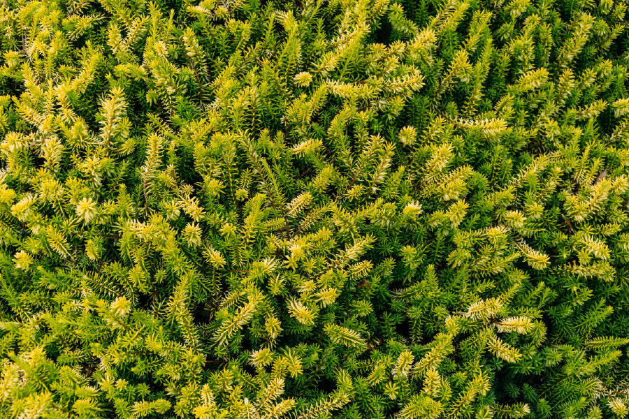 Pine Tree Leaves Closeup View Photograph Home Decor Premium Quality Poster Print Choose Your Sizes