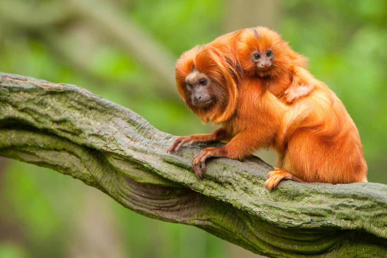 Baby Orange Tamarin & Mom View Photograph Print 100% Australian Made