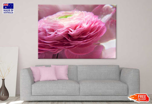 Pink Ranunculus Flower Photograph Print 100% Australian Made