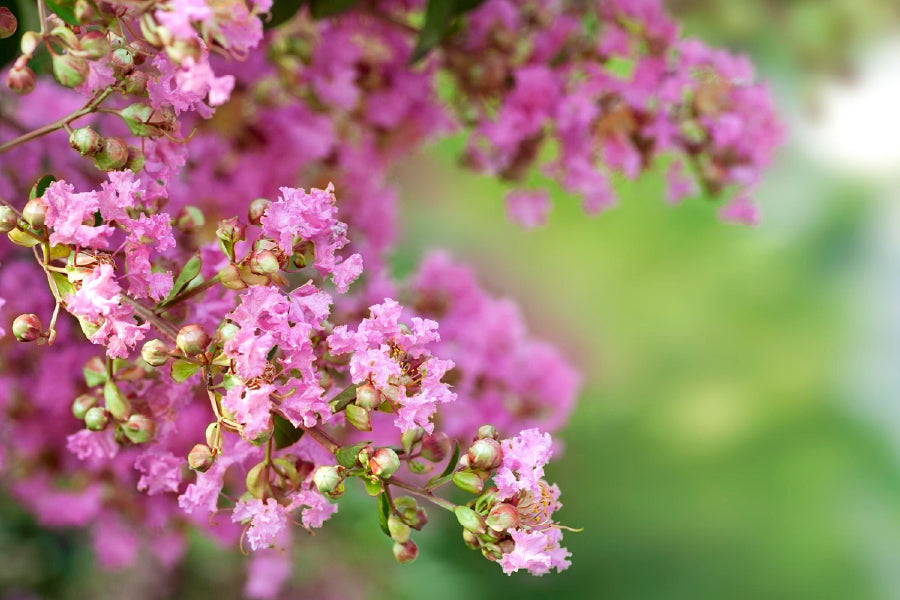 Lilac Bush Spring Flowers Branch Photograph Print 100% Australian Made