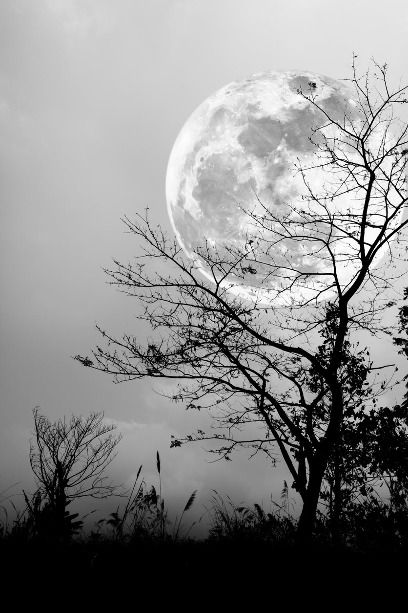 Dry Tree & Night Sky B&W View Photograph Print 100% Australian Made