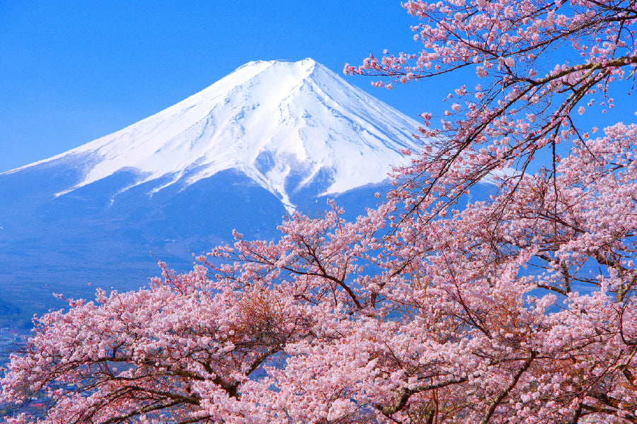 Blossom Flower Tree with Mountain View Photograph Home Decor Premium Quality Poster Print Choose Your Sizes