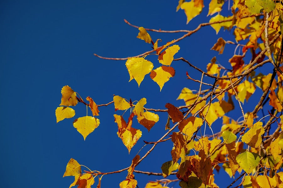 Linden Leaves Branch Under Blue Sky Photograph Print 100% Australian Made