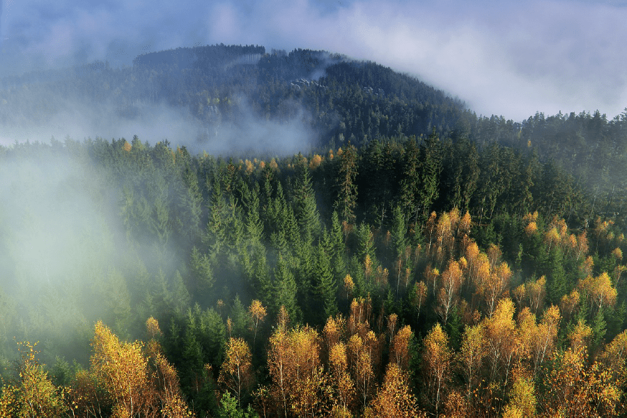 Foggy Autumn Forest Mountain Photograph Print 100% Australian Made