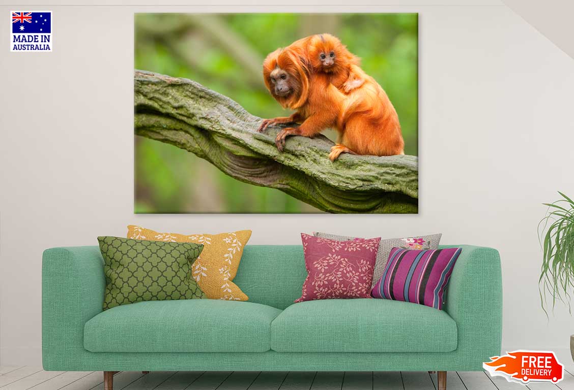 Baby Orange Tamarin & Mom View Photograph Print 100% Australian Made