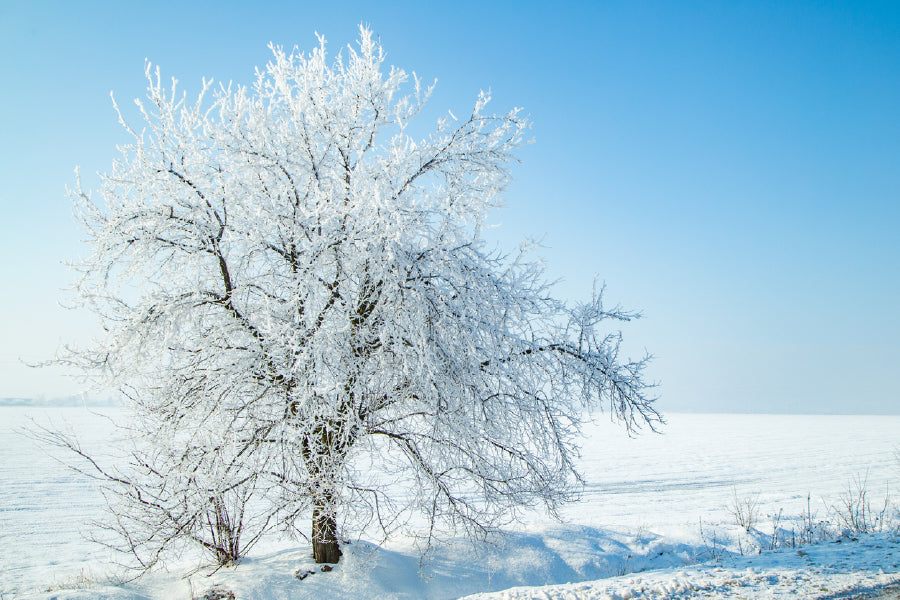 Snow Tree on Field with Blue Sky View Photograph Home Decor Premium Quality Poster Print Choose Your Sizes