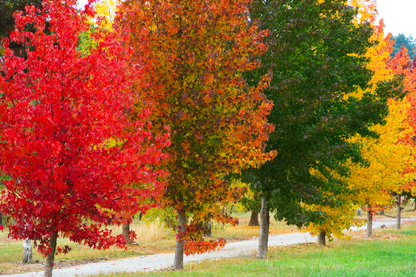 Colorful Autumn Trees Closeup Photograph Print 100% Australian Made