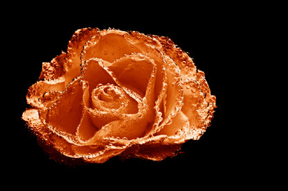 Water on Orange Rose Closeup View Photograph Print 100% Australian Made