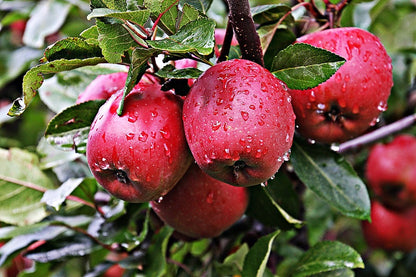 Red Apples & Leaves Closeup Photograph Print 100% Australian Made