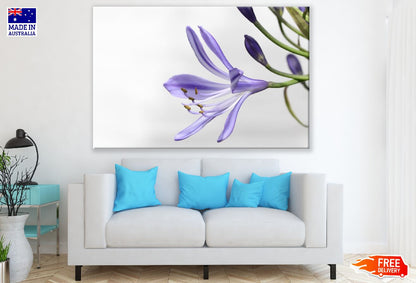 Agapanthus Flower Closeup Photograph Print 100% Australian Made