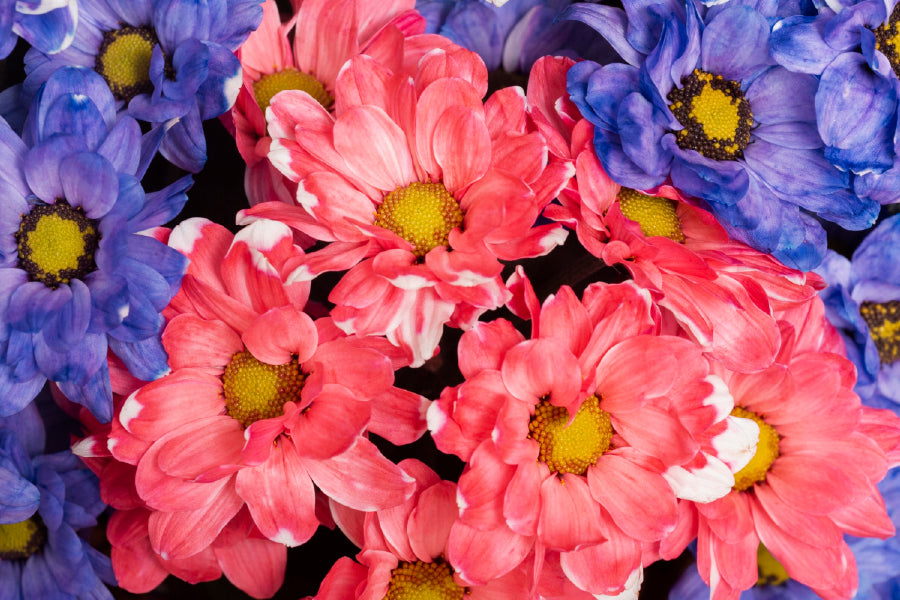 Pink & Purple Daisy Flowers View Photograph Print 100% Australian Made