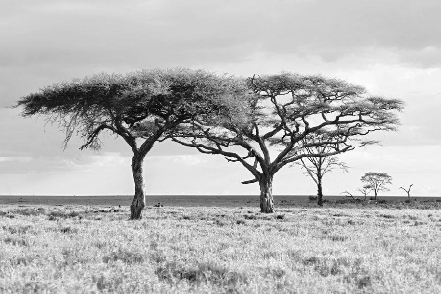 Trees on Grass Field B&W View Photograph Print 100% Australian Made