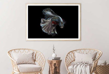 Fighter Fish on Dark Closeup View Photograph Home Decor Premium Quality Poster Print Choose Your Sizes