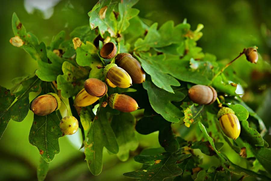 Oak Nuts on Oak Trees Photograph Print 100% Australian Made