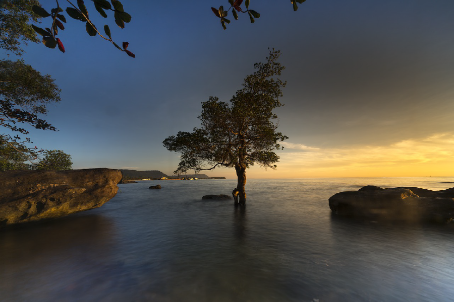 Tree in Sea Sunset Photograph Print 100% Australian Made