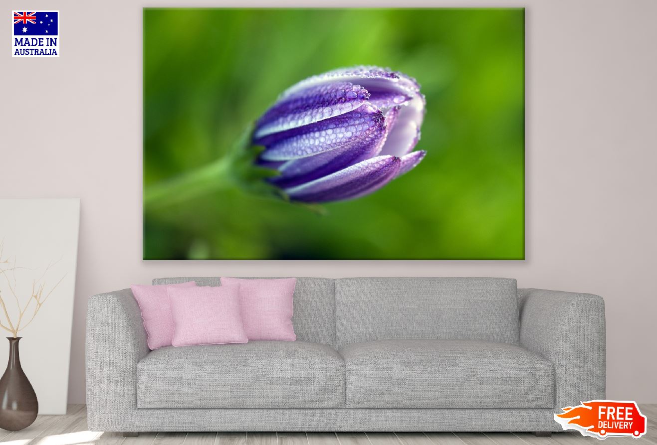 African Daisy Bud Closeup Photograph Print 100% Australian Made