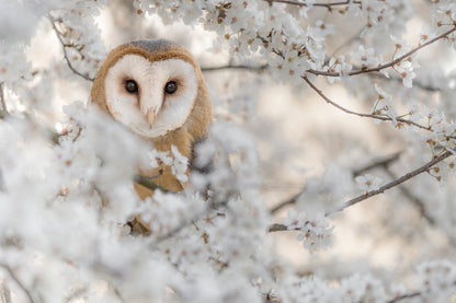 Barn Owl Wrapped by Flowers View Photograph Print 100% Australian Made