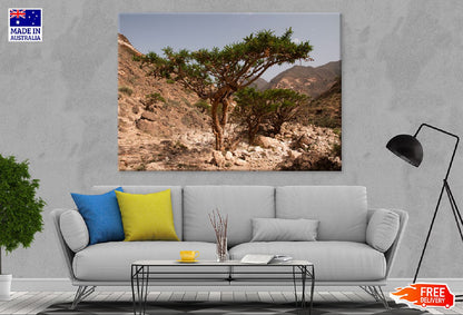 Frankincense Tree in Mountain Photograph Print 100% Australian Made