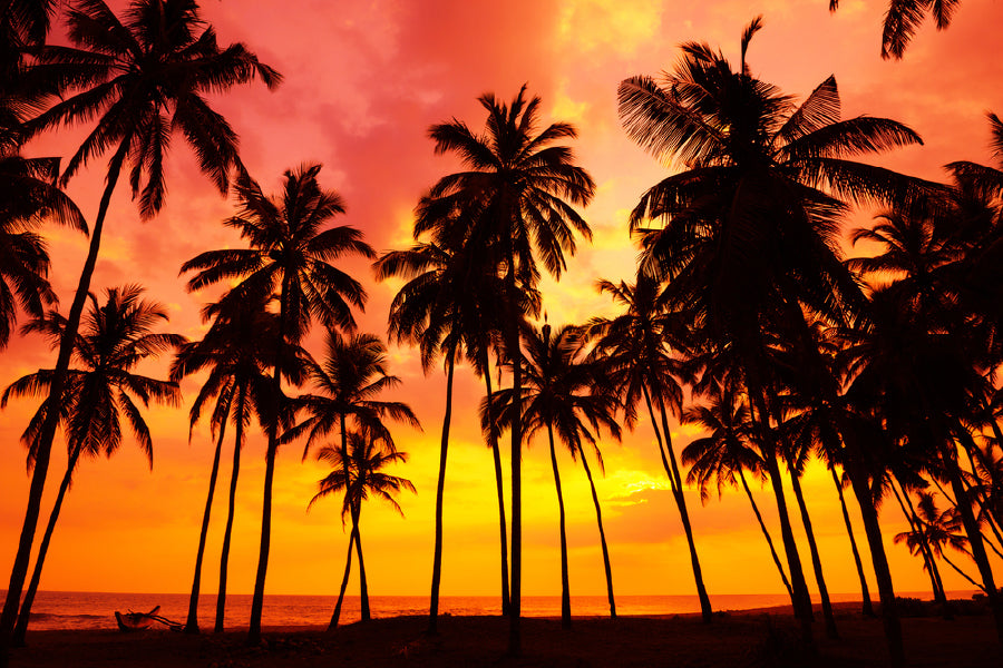 Palm Trees on Beach at Sunset View Photograph Home Decor Premium Quality Poster Print Choose Your Sizes