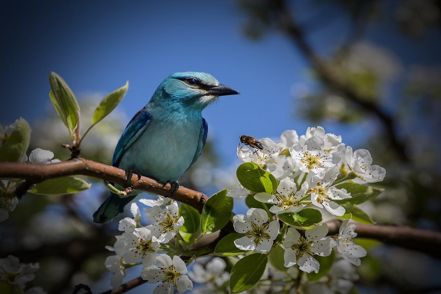 Blue Bird on Blossom Flower Branch Photograph Print 100% Australian Made