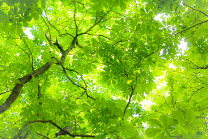 Green Tree Leaves View From Below Photograph Home Decor Premium Quality Poster Print Choose Your Sizes