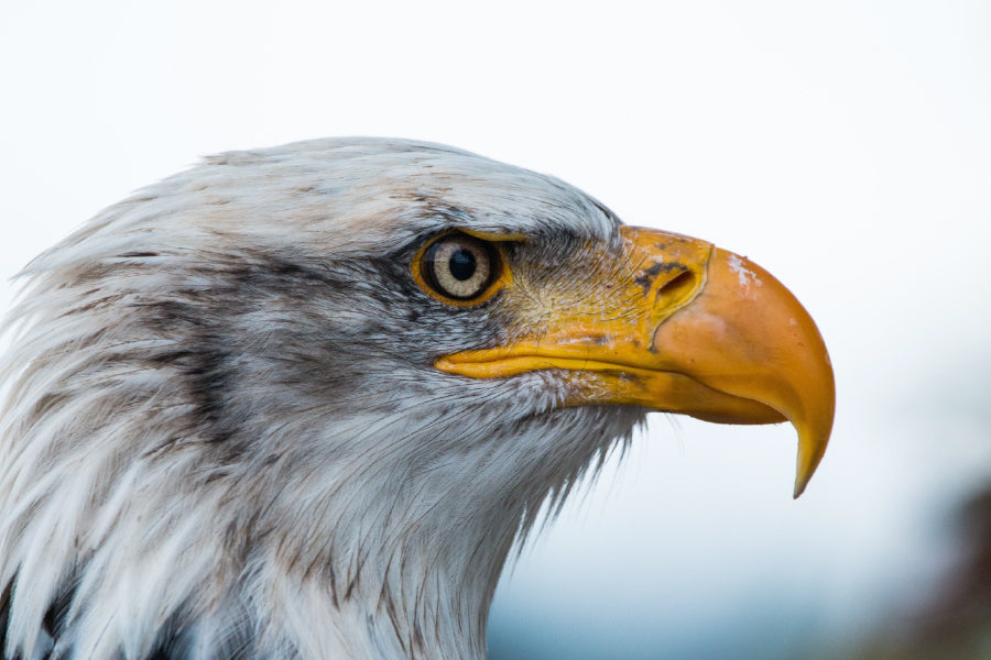 Bald Eagle Closeup View Photograph Home Decor Premium Quality Poster Print Choose Your Sizes