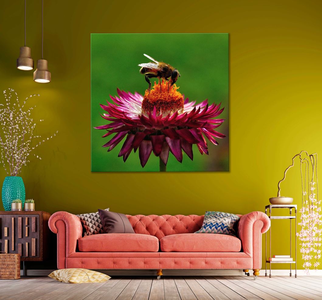 Square Canvas Bee on Purple Flower View Photograph High Quality Print 100% Australian Made