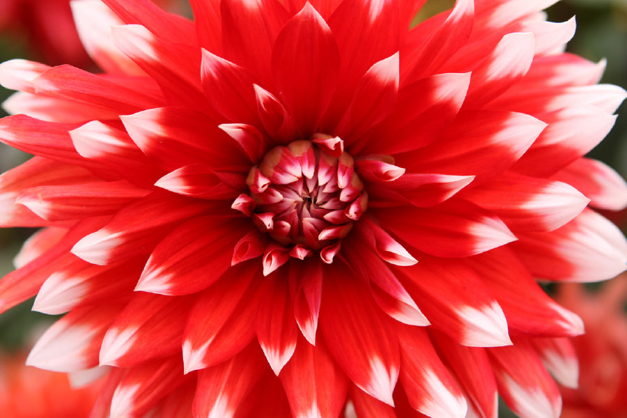 Bella Home Red & White Dahlia Flower Closeup Print Canvas Ready to hang