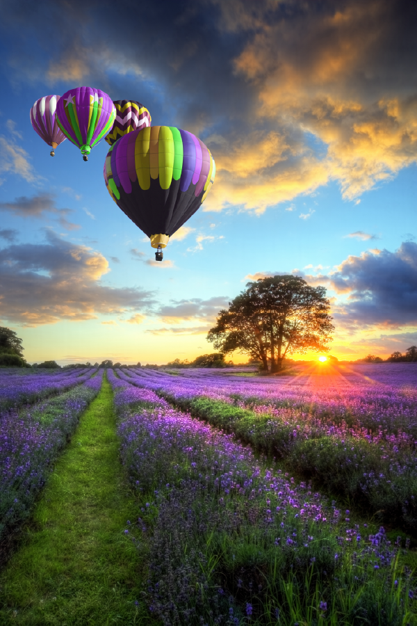 Air Balloons & Flower Field View Photograph Print 100% Australian Made