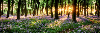 Panoramic Canvas Bluebell Woods View Photograph High Quality 100% Australian Made Wall Canvas Print Ready to Hang