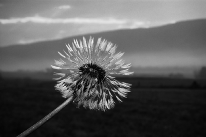 B&W Dandelion Flower Closeup Photograph Print 100% Australian Made