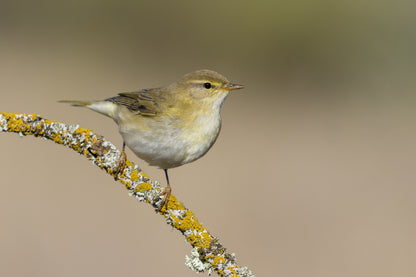 Willow Warbler Bird on Tree Branch Photograph Print 100% Australian Made