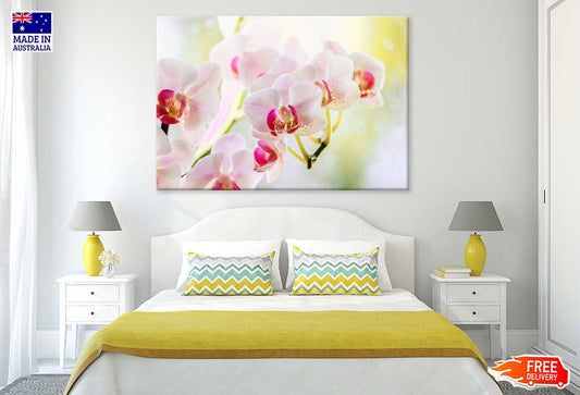 White Pink Orchid Flowers View Photograph Print 100% Australian Made