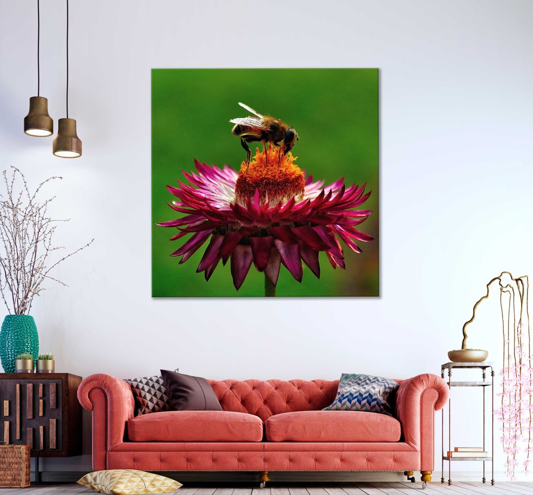 Square Canvas Bee on Purple Flower View Photograph High Quality Print 100% Australian Made