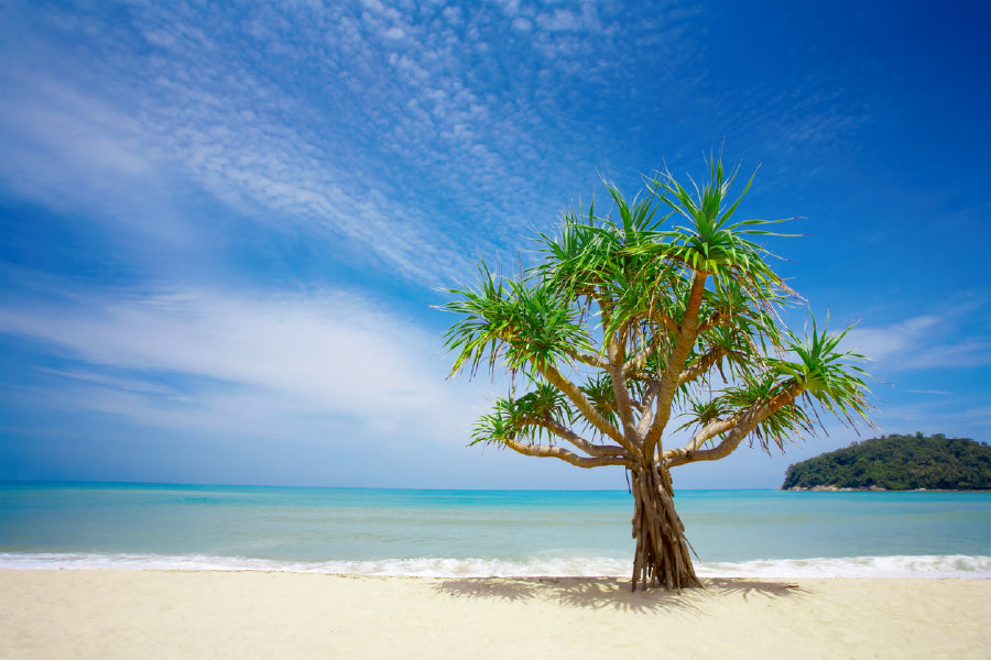 Mangrove Tree on Sandy Beach View Photograph Print 100% Australian Made