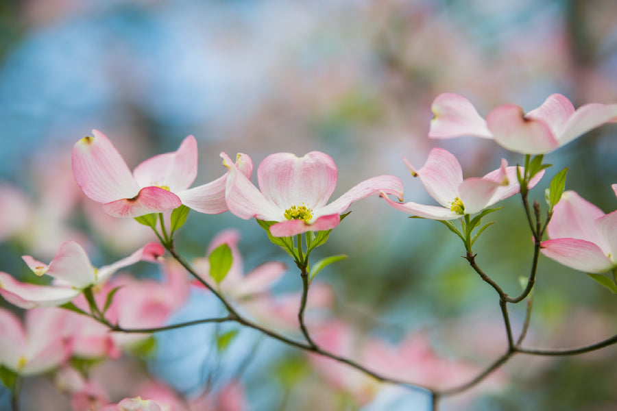 Pink Dogwood Tree Flowers View Photograph Print 100% Australian Made