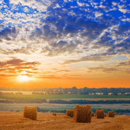 Square Canvas Brown Rice Field Sunset Scenery High Quality Print 100% Australian Made