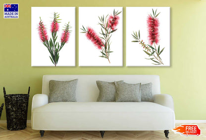 3 Set of Red Bottle Brush Flowers Photograph High Quality Print 100% Australian Made Wall Canvas Ready to Hang