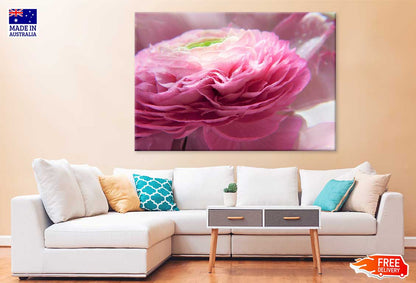 Pink Ranunculus Flower Photograph Print 100% Australian Made