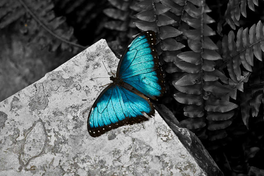 Blue Butterfly B&W Photograph Print 100% Australian Made