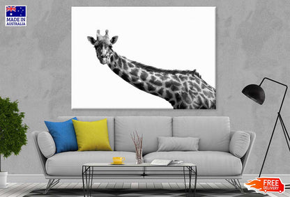 Giraffe Closeup B&W Photograph Print 100% Australian Made