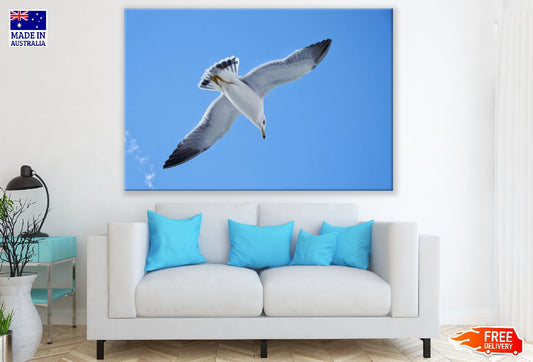 Seagull Bird Flying on Blue Sky Photograph Print 100% Australian Made