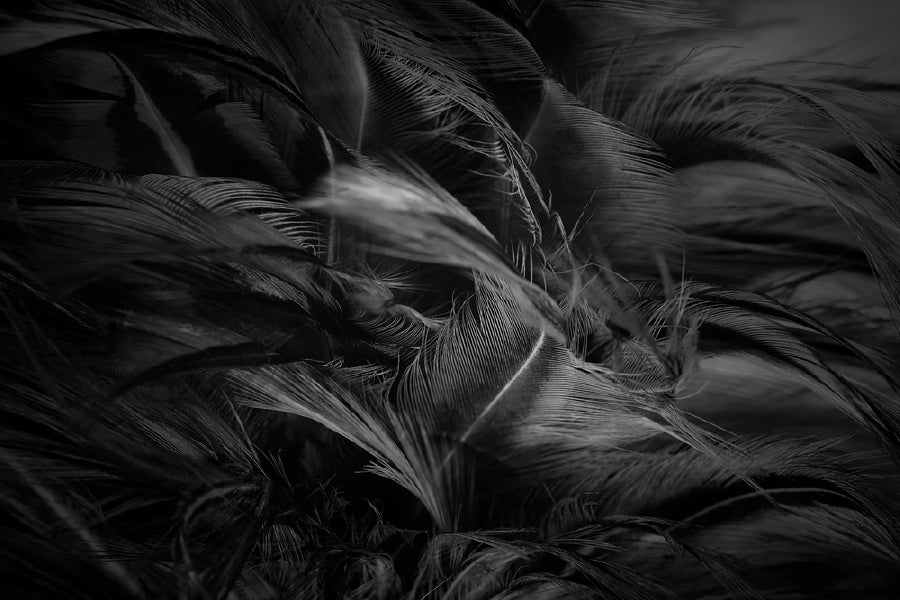 Black Feathers B&W Photograph Print 100% Australian Made