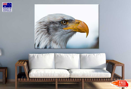 Bald Eagle Closeup View Photograph Print 100% Australian Made