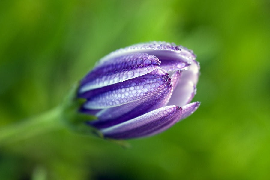 African Daisy Bud Closeup Photograph Print 100% Australian Made