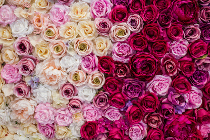 Pink Red & White Roses Closeup View Photograph Print 100% Australian Made